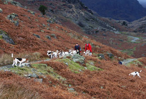 Hounds on Coniston Old Man